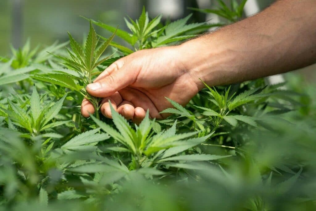 Indoor CBD Blüten genießen die nicht nur gut aussehen, sondern auch schmecken