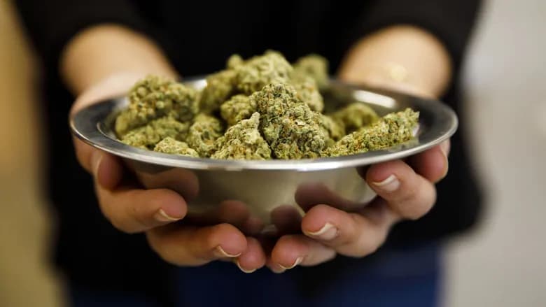 Perfekte Strains für jede Anbausituation – Weed Samen kaufen leicht gemacht